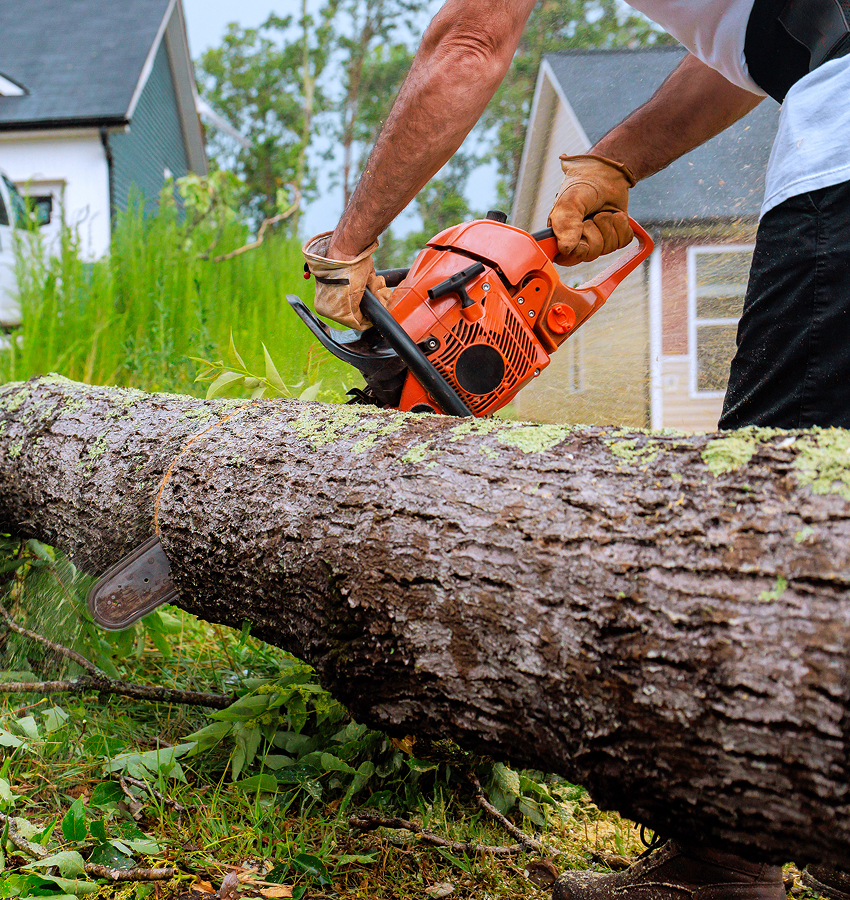 Tree Removal