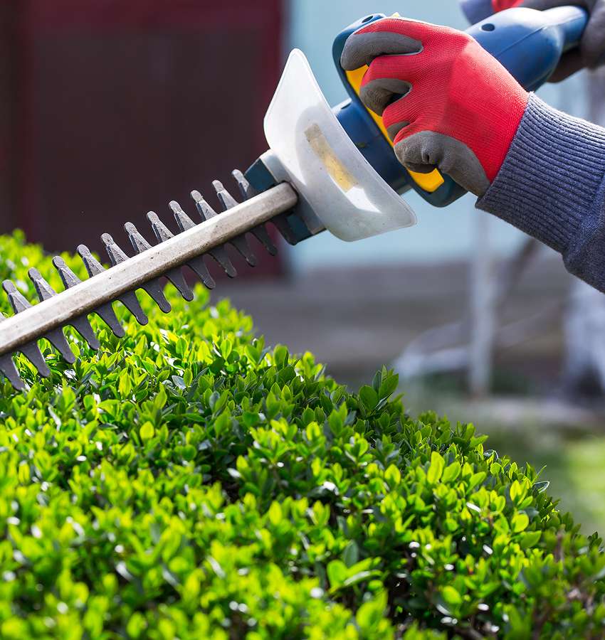 Hedge & Shrub Trimming